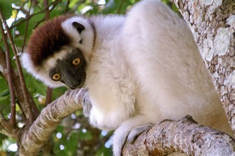 sifaka lemur